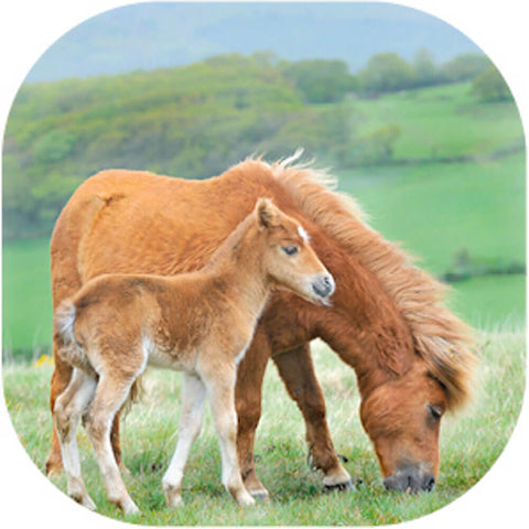 Proyector con diapositivas Caballos Moses