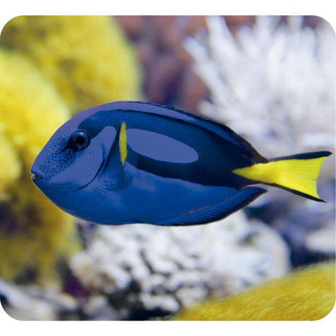 Proyector con Diapositivas Criaturas Marinas Bebés Moses